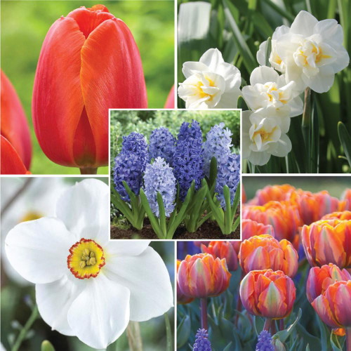 A collection of fragrant spring-blooming bulbs featuring tulips Ad Rem and Orange Princess, with daffodils Actaea and Cheerfulness, and the hyacinth mix Shades of Blue.