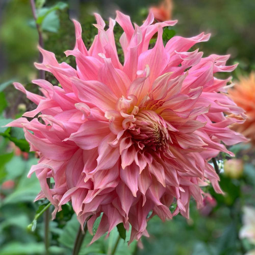 A singe blossom of dinnerplate dahlia Penhill Watermelon, showing the flower's frilly peach and soft pink petals.