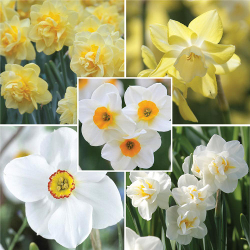 An Assorted Fragrant Daffodil Collection featuring five different types of fragrant daffodils, including the varieties Beautiful Eyes, Pipit, Actaea, Cheerfulness and Sherborne.