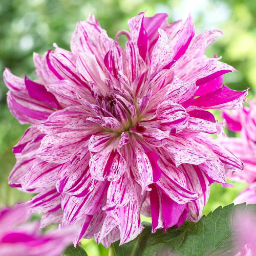 A single blossom of dinnerplate dahlia Taiheijo, showing this flower's frilly white petals, decorated with stripes and splashes of hot pink.