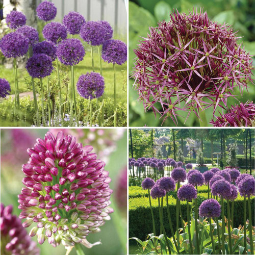 A collection of spring and summer-blooming alliums, featuring allium Purple Sensation, Gladiator, christophii and drumstick.