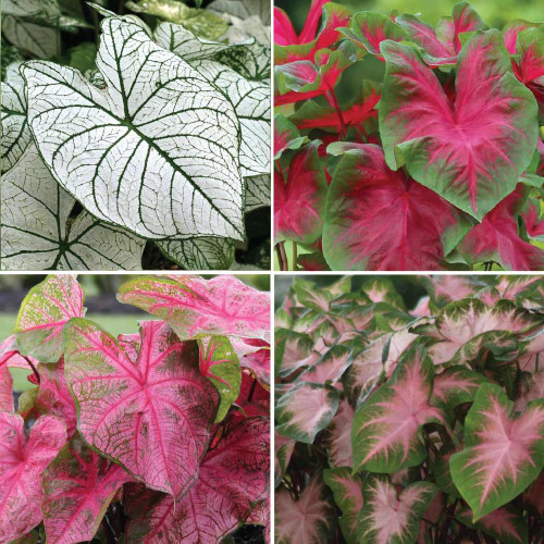 An assortment of four different varieties of caladiums, suitable for planting in full to part shade.