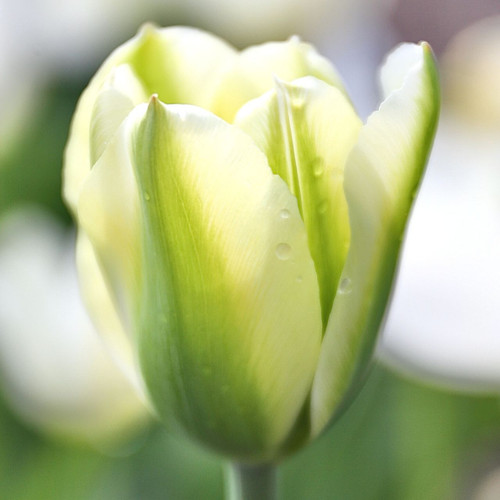 A single blossom of Triumph tulip Green Spirit with natural sunlight highlighting the flower's distinctive white and spring green petals.