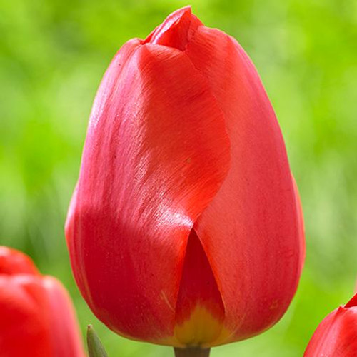 Tulip Darwin Hybrid Comeback