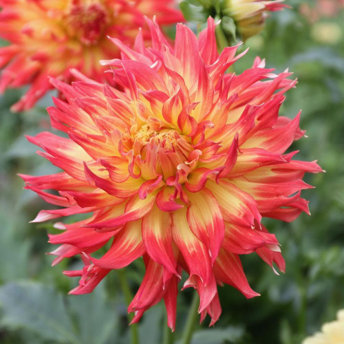 The red-orange and yellow dinnerplate dahlia Fired Up, showing a single flower in a garden setting.
