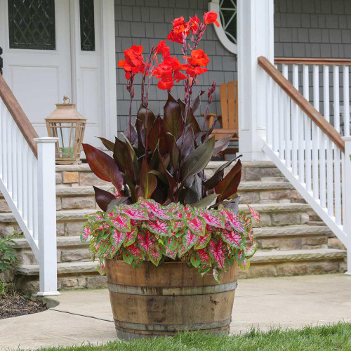 An outdoor planter filled with the dark foliage and red flowers of canna Tropicanna Black and Carolyn Whorton caladiums.