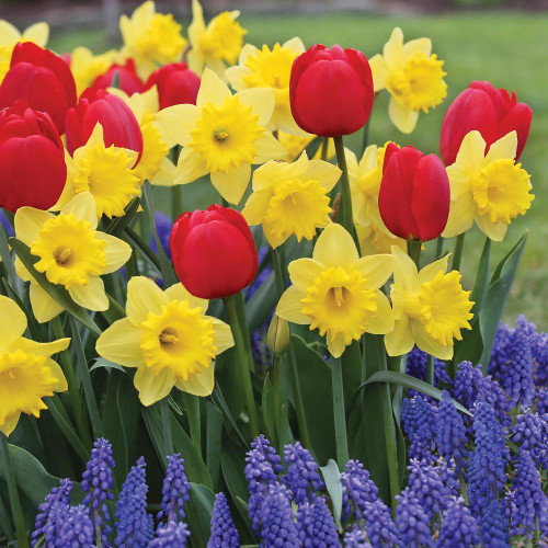 A collection of spring-blooming bulbs featuring yellow daffodils, red tulips and blue muscari.