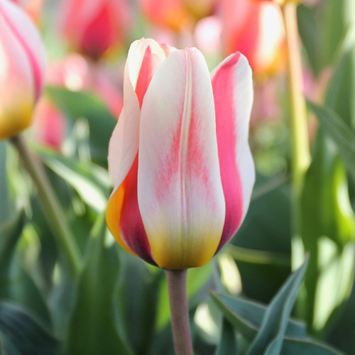 Tulip Greigii Mary Ann