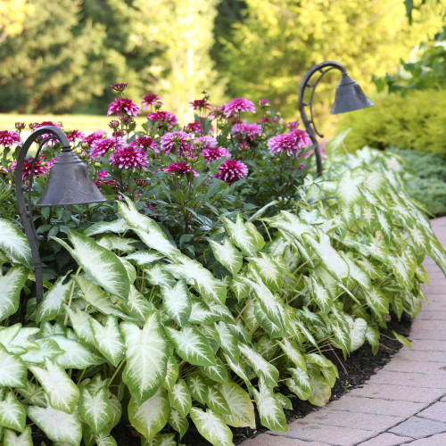 The white and green foliage of caladium Aaron lining a brick pathway with border dahlia Gallery Art Nouveau blooming behind it.