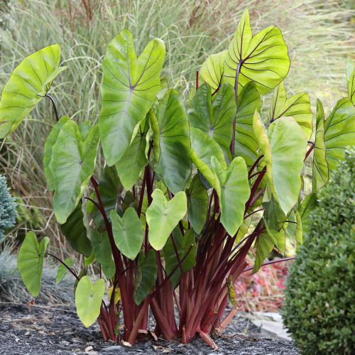 Colocasia esculenta Hawaiian Punch growing in a home garden, showing the dark stems and large, shapely leaves of these elephant ears.