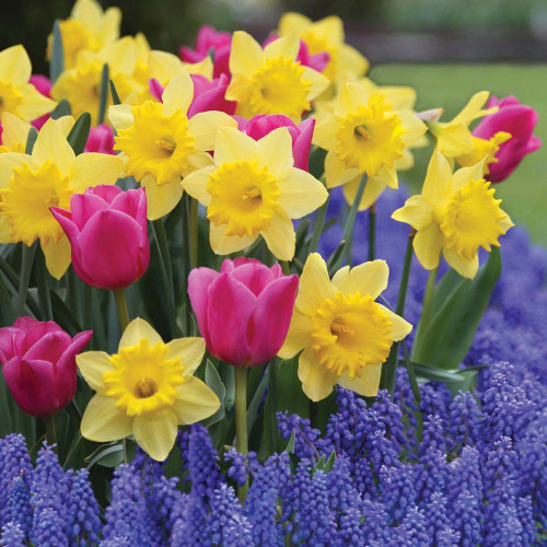 A spring garden filled with vivid yellow daffodil Dutch Master and the pink tulip Early Glory, with muscari armeniacum below.