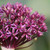 Close up of an allium purpureum flower head, showing the star-like burgundy and maroon florets.