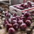 Hyacinth bulbs lying on a rustic wood table, ready for fall planting.