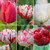 Six different types of red and white tulips including White Parrot, Carnaval De Nice, Bastogne, Midnight Magic, Estella Rijnveld, and Cartouche.