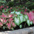 A mix of fancy leaf caladiums that will tolerate full to partial shade.