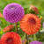 The flowers of two summer-blooming ball dahlias, featuring violet-pink Stolze Von Berlin, and red-orange Mirella.