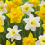 Classic, large cup daffodil flowers, featuring yellow Dutch Master and white and pale yellow Ice Follies.