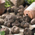 Begonia tubers lying on a rustic table, ready for spring planting.