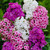 Phlox Paniculata Mix - Bulk Offer