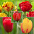 Three varieties of red tulips and two varieties of red and yellow tulips with different flower styles and bloom times.