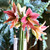 Exotic Star amaryllis in a clear glass vase, showing two stems, each with multiple blossoms.