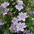 Clematis Standard Nelly Moser