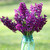 Hyacinth Orientalis Woodstock