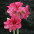 Amaryllis Single Pink Surprise