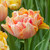 Single mature flower of double late tulip Charming Beauty showing peach, lemon and orange petals.