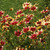 Coreopsis Satin & Lace Red Chiffon