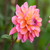 Side view of decorative dahlia Great Silence, showing this variety's beautiful peach, pink and apricot color that mixes well with other hues.
