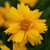 Coreopsis Grandiflora Sun Up