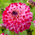 Decorative dahlia Senior's Dream, showing a single blossom with pale pink petals and deep red tips.