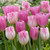 A romantic combination of light pink and dark pink tulips featuring Triumph tulips Mistress and Infinity.