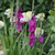 Gladiolus Large Flowering Sugar Plum