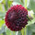 A side view of ball dahlia Jowey Mirella, showing this variety's perfectly round shape and deep wine-red color.