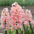 Coral-pink hyacinth Gypsy Queen, blooming in a spring flower garden.