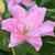 Lily Double Oriental Roselily Editha