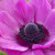 Close up of hot pink anemone Sylphide, showing the flower's unusual blue-black center.