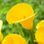 The bright yellow flowers of calla lily Gold Crown.