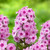 Phlox Paniculata Jeff's Pink