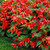 Upright tuberous begonia Bertini, an angel wing type with brilliant red flowers.