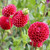 Multiple flowers of the ball dahlia Cornel in a garden setting, showing the deep red color of the perfectly round blossoms.