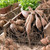 Clumps of dahlia tubers on a rustic wooden tray, ready for spring planting in a flower garden.