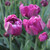 Tulip Double Late Negrita Double