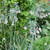 The cascading flowers of Allium bulgaricum, Sicilian honey garlic, blooming in a late spring garden.