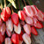 Two dozen pink and red cut tulips lying on a wood table featuring Darwin hybrid tulip Design Impression.