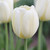 Single blossom of spring blooming Darwin hybrid tulip Ivory Floradale showing large creamy white flowers.