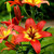 Asiatic lily Forever Linda blooming in a summer garden, showing the vivid red-orange flowers with bright yellow centers.