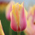 Side view of one single late tulip Blushing Lady in a garden showing the flower's pink petals with yellow edges.